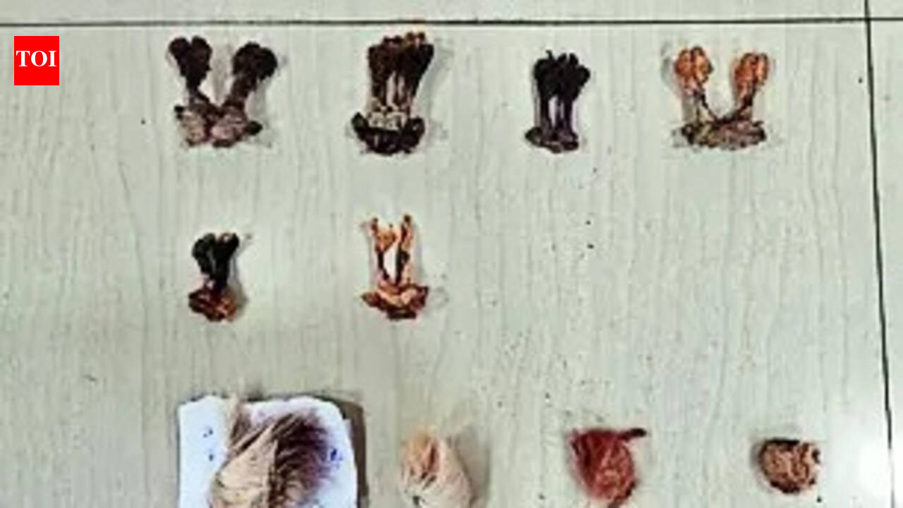 Raids Find Leopard Skin, Pangolin Parts | Jaipur News - The Times of India