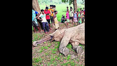 Live wires laid to shield farmland kills elephant