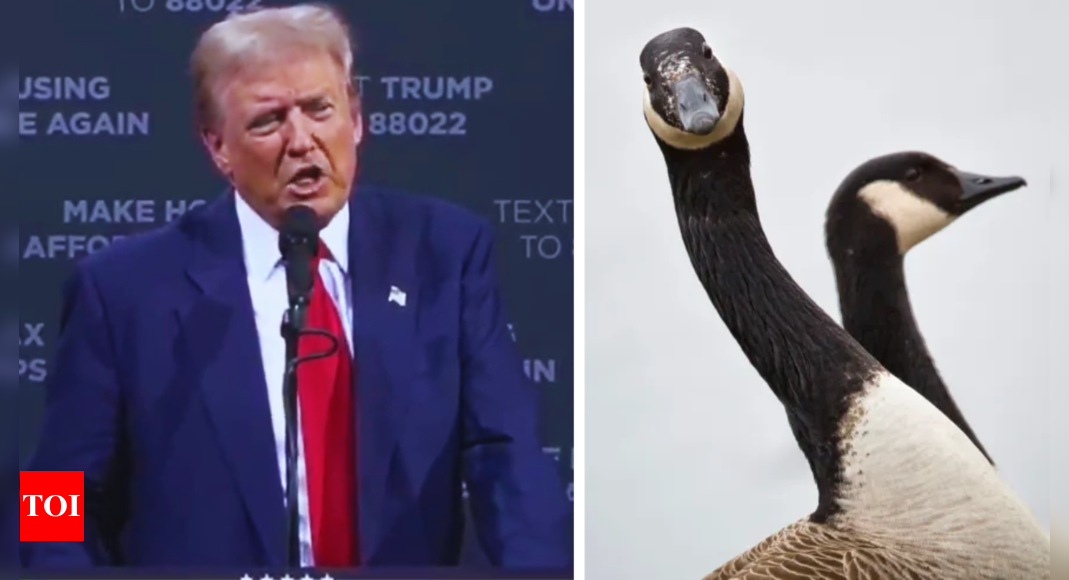 Trump extends pet-eating claims: After cats and dogs, Haitian immigrants allegedly stealing geese too – Times of India