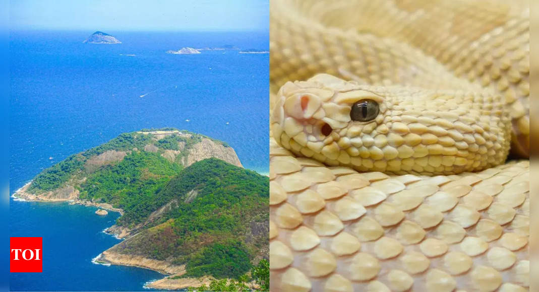 Snake Island: Where the deadliest snakes on Earth rule