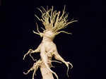 ​​A plant that strangely looks like a human!​​