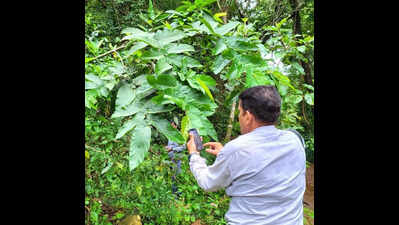 Forest dept uncovers species dating back to prehistoric era in Dantewada forest