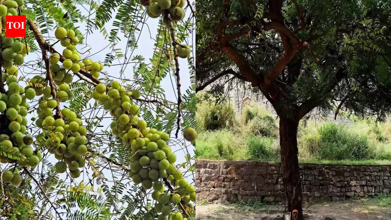 India's top medicinal trees: From Neem to Amla | - The Times of India