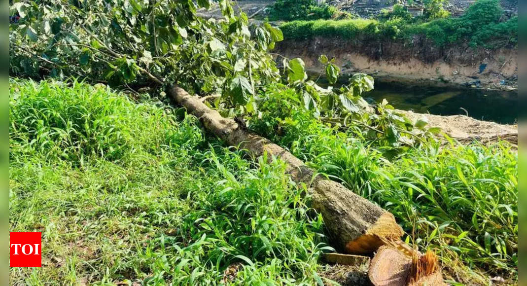 Public Outrage Erupts Over Illegal Felling of 1,200 Trees for Waterway Project |