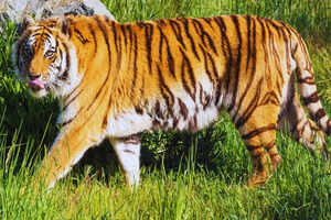 How to reach Jim Corbett National Park from Delhi: A complete guide