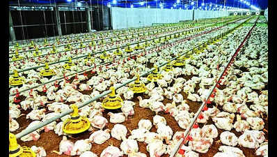 Poultry farming banned within 1km of Puri’s bird flu-hit areas