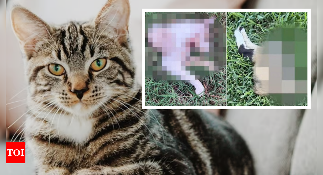 Houston shocker: Cats cut in half found in East End amid speculative pet-eating theories in Ohio – Times of India