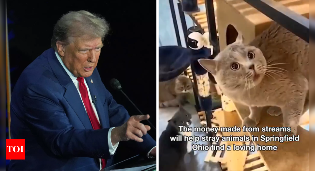 Purr-fect banger! Trump's 'they're eating the cats' has now turned into a viral song, watch