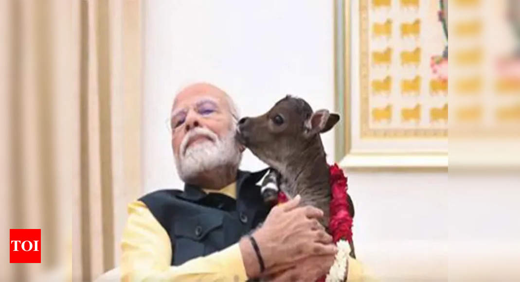 Modi Welcomes Newborn Calf 'Deepjyoti' at Residence