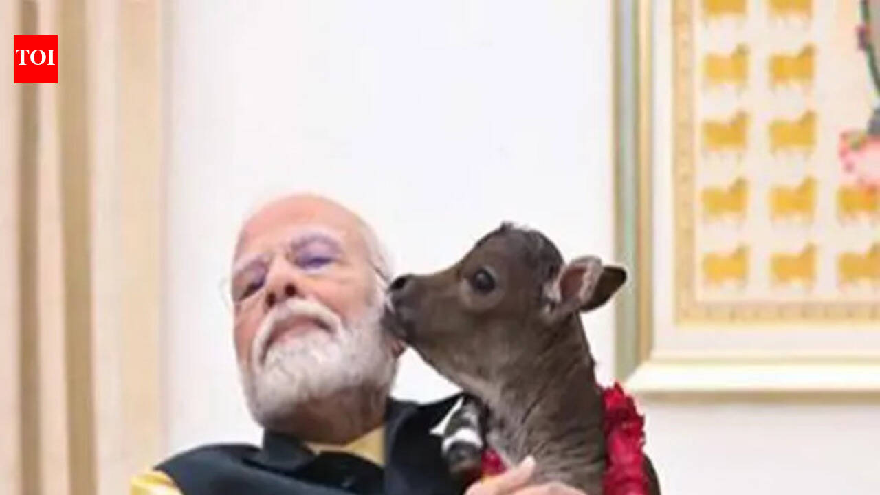 Prime Minister Narendra Modi embraces 'Deepjyoti', welcomes a baby calf ...