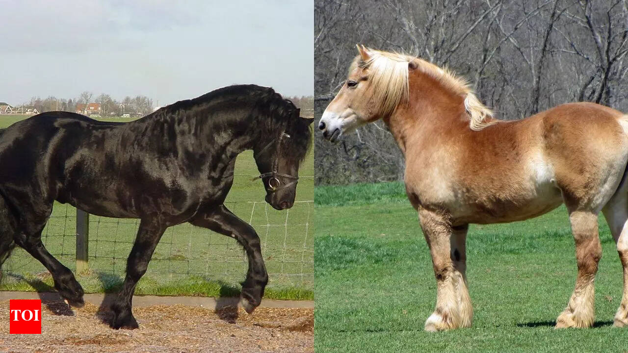 World&rsquo;s largest horse breeds; check out the list | - Times of India