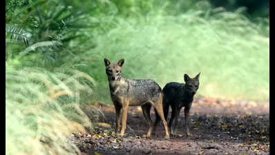 Wild animal attack in Sultanpur leaves two injured