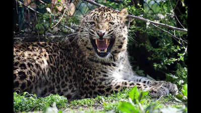 In a first, UP to conduct study on Bijnor’s ‘sugarcane leopards’