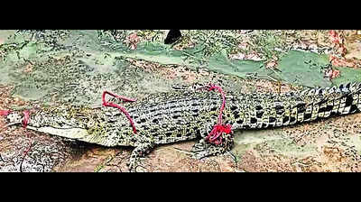 K’pada villagers capture 6ft-long croc