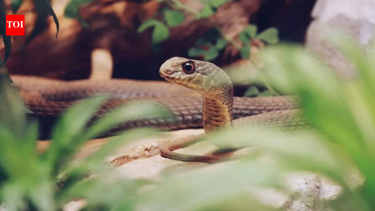 Man Mistakes Russell’s Viper For Python, Dies Of Snakebite | Mangaluru ...