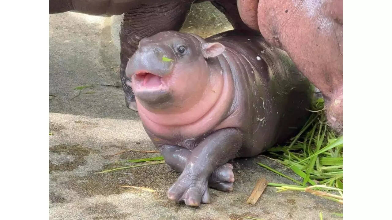 Baby pygmy hippo Moo Deng becomes popular on social media - Times of India