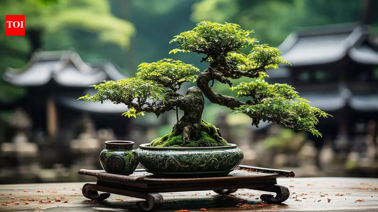 Vastu benefits of placing a Bonsai tree at home - The Times of India