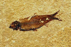 Offbeat travel: Going on a Fossil Lake safari in Wyoming, US