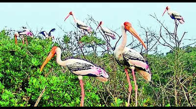 Bird numbers rise by over 6,200 in Bhitarkanika during nesting season