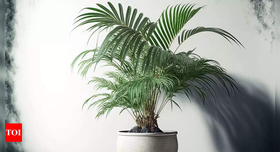 Areca Palm: A green addition with Vastu benefits for your home | – Times of India