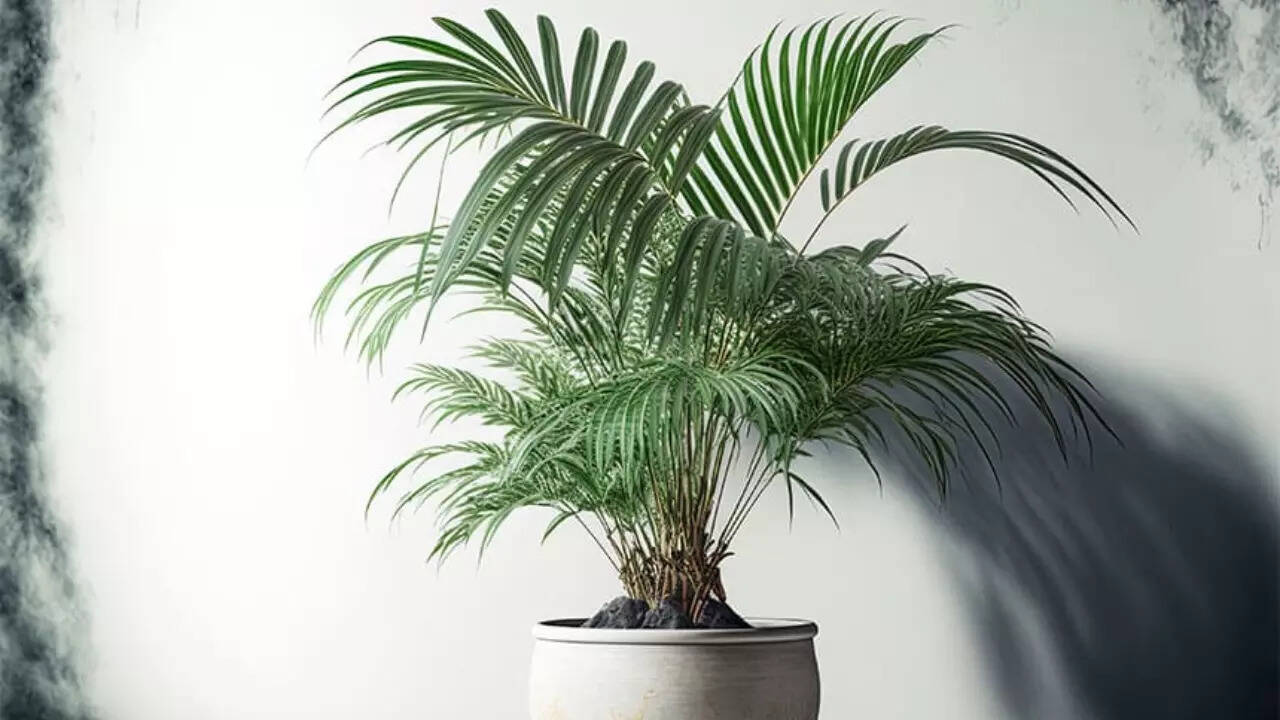 Areca Palm: A green addition with Vastu benefits for your home | - The  Times of India