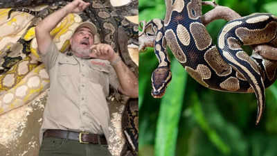 Shocking! Man celebrates birthday by lying among massive Pythons