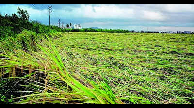 Digital crop survey introduced in Baloda Bazar tehsil