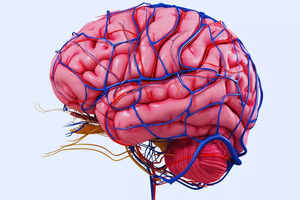 Touch and feel real human brains at Bengaluru&rsquo;s unique Brain Museum