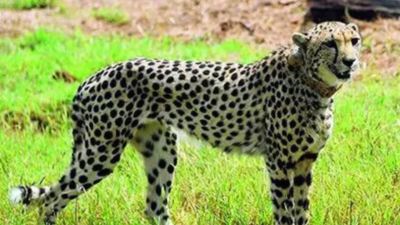 Cheetahs were not part of Kuno plan, key papers missing: MP audit report