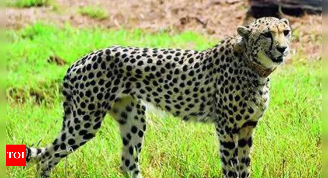 Cheetahs were not part of Kuno plan, key papers missing: MP audit report | India News – Times of India