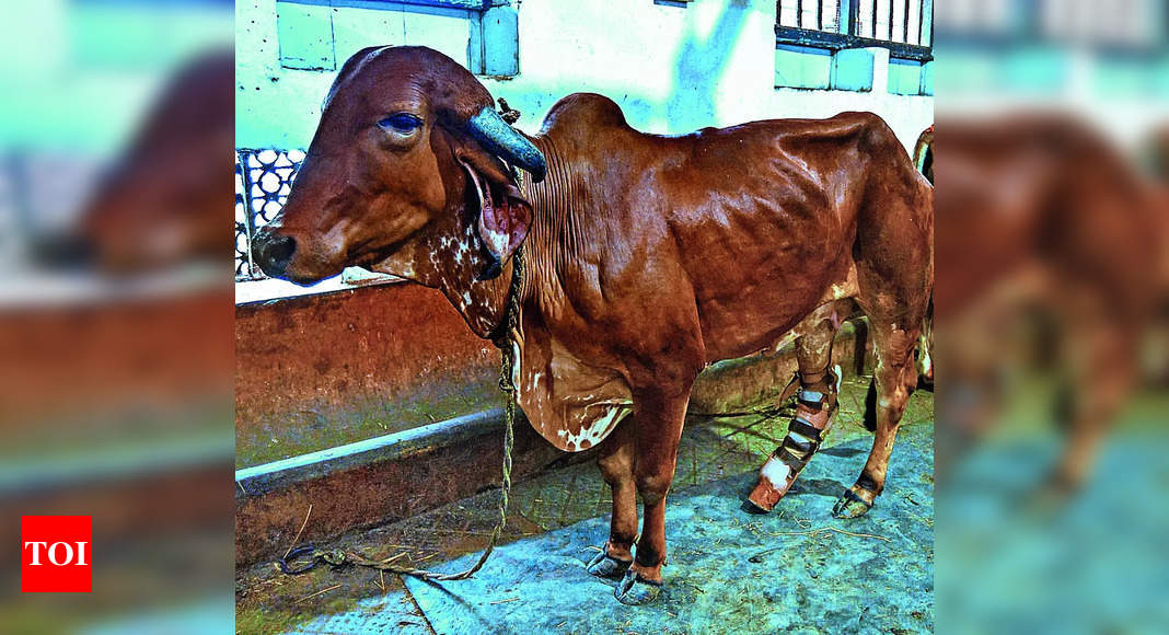 A leg lost in accident, cow moos on slow and steady with prosthetic limb | Mumbai News