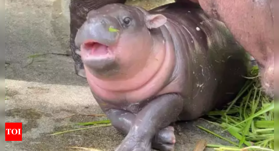 Zoo Boosts Security for Baby Hippo Moo Deng