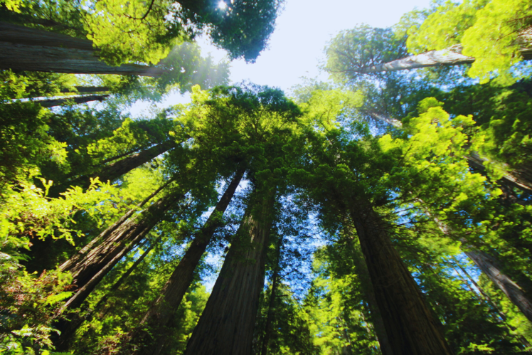Redwood Forests