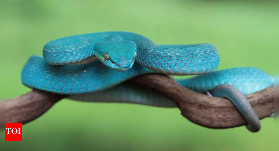 Understanding the symbolism of different colored snakes in your dreams