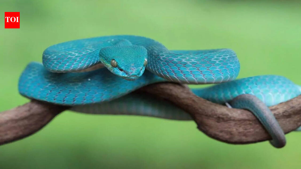 Understanding the Symbolism of Different Colored Snakes in Your Dreams ...