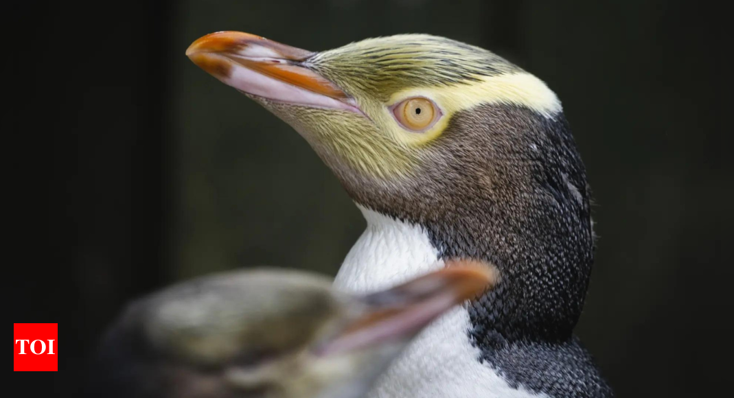 Hoiho wins New Zealand’s Bird of the Year award – Times of India