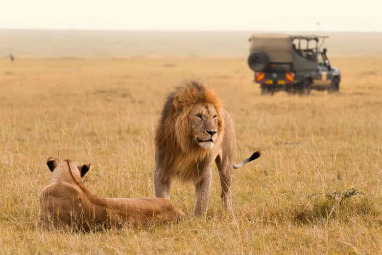 Masai Mara National Reserve, Kenya