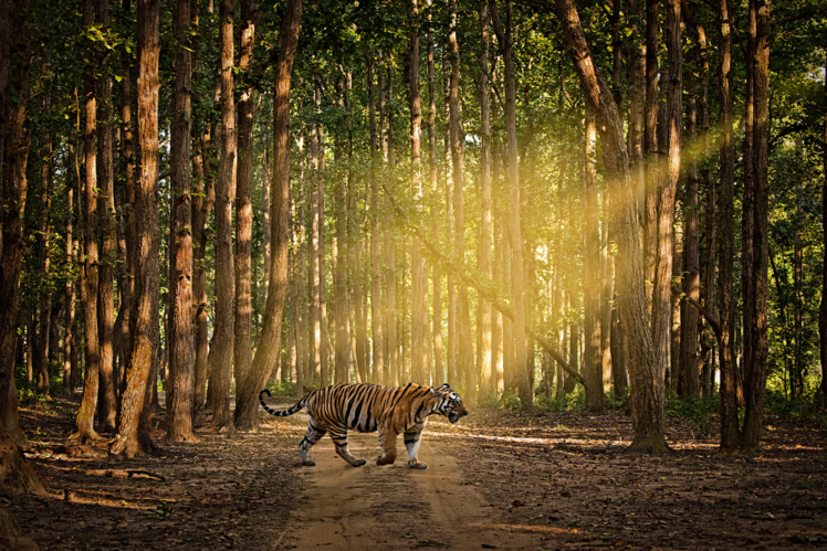 Ranthambore National Park, India