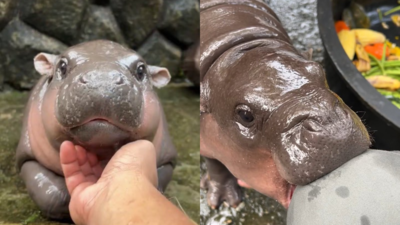 Moo Deng, baby hippo is internet's favorite child right now