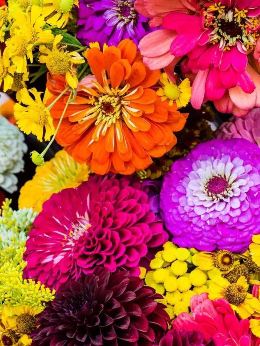 The 10 most expensive flowers on Earth | Times of India