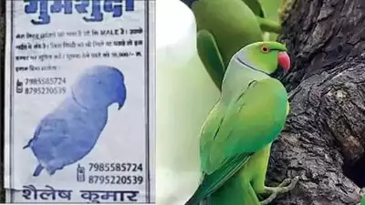 'Well trained and intelligent ...': UP man declares Rs 10,000 reward for info on missing parrot