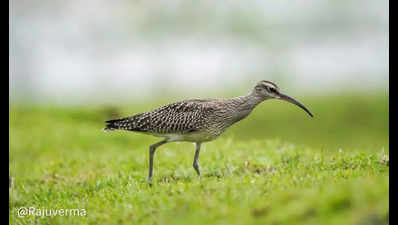 Winged wanderer: Eurasian Whimbrel arrives in Chhattisgarh