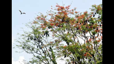 10 more persons test negative for Nipah