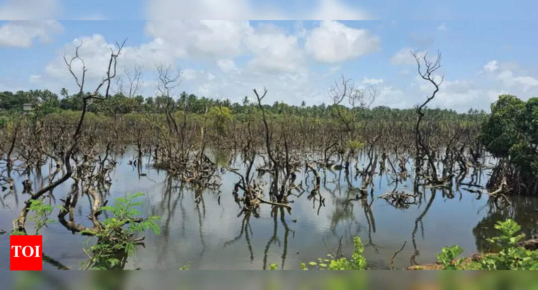 Merces mangroves area set for drone survey after HC’s nudge | Goa News ...