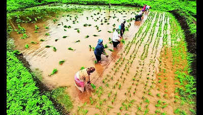 Agri policy draft suggests micro lending progs for rural women