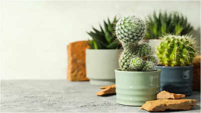 What you need to know before placing a Cactus in your living room; Vastu Shastra tips