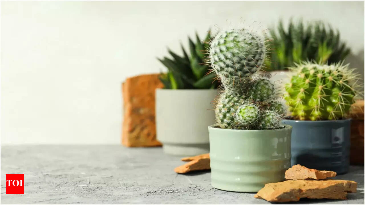 What you need to know before placing a Cactus in your living room | - The  Times of India