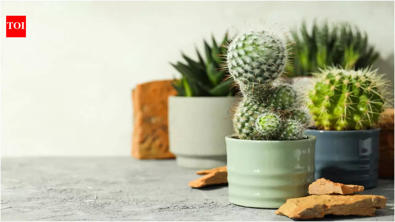 What you need to know before placing a Cactus in your living room ...