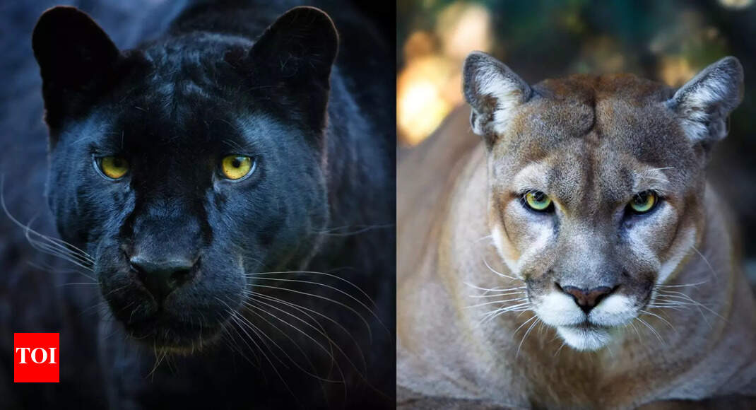 cougar vs puma