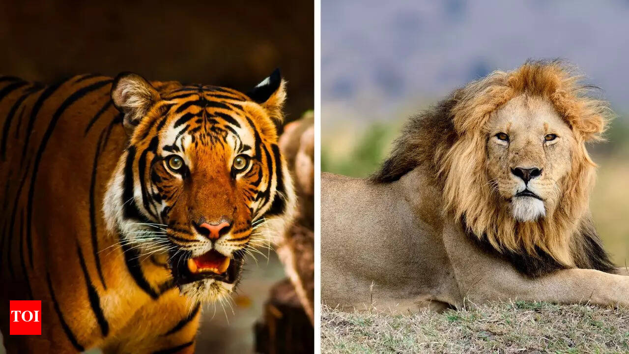 Lion And Tiger Fight Who Would Win In A Fight: Lion, Tiger, Or Bear?